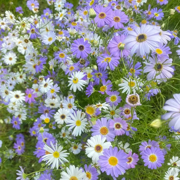 Small Daisies - Multi-color Flower Seeds