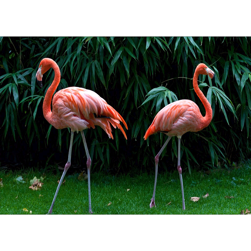 

40*30CM - Round Drill Diamond Painting - Flamingo, 501 Original