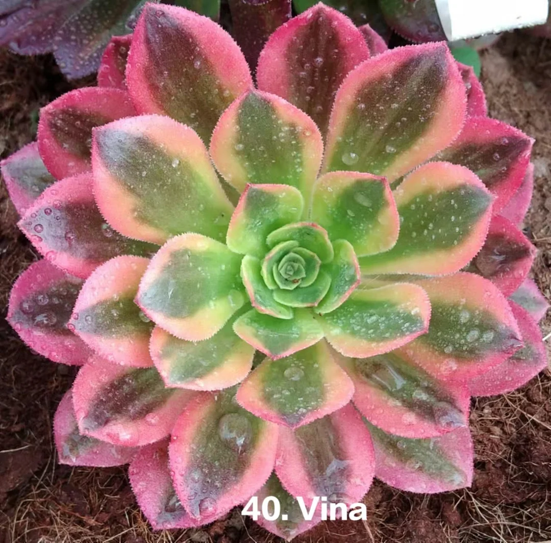 40.  Vina  single head and cutting  / Aeonium / Succulent plants / Garden landscape / Carefully select healthy plants