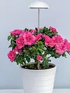 Full Spectrum Grow Lights Height Adjustable Plant Growing Lamp for Indoor Plants