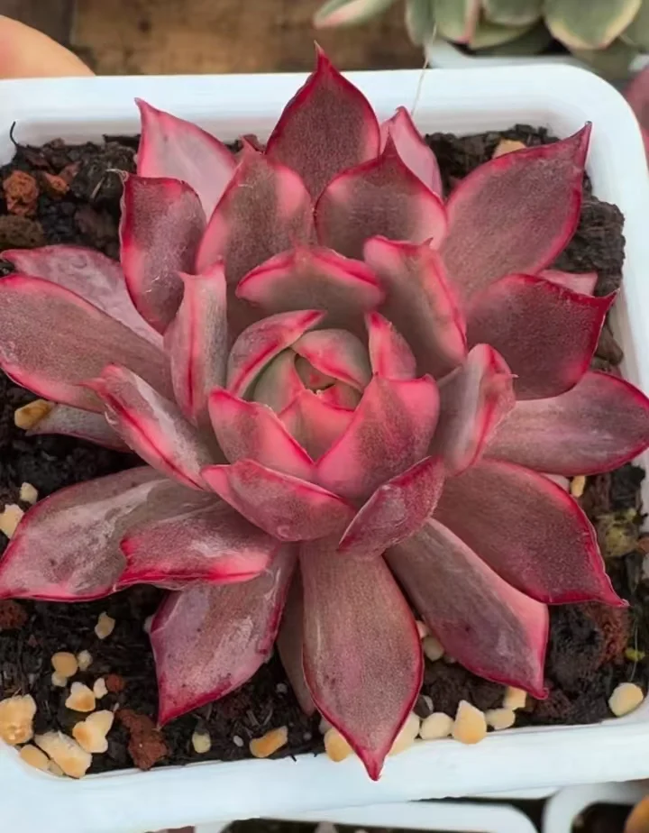 plant Aeonium Echeveria Haworthia  Caudex  Lithops Cactus  Agave 