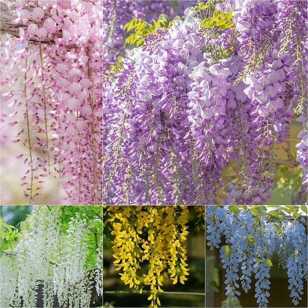 🌸Wisteria - The Garden's Cascading Beauty All Year Round