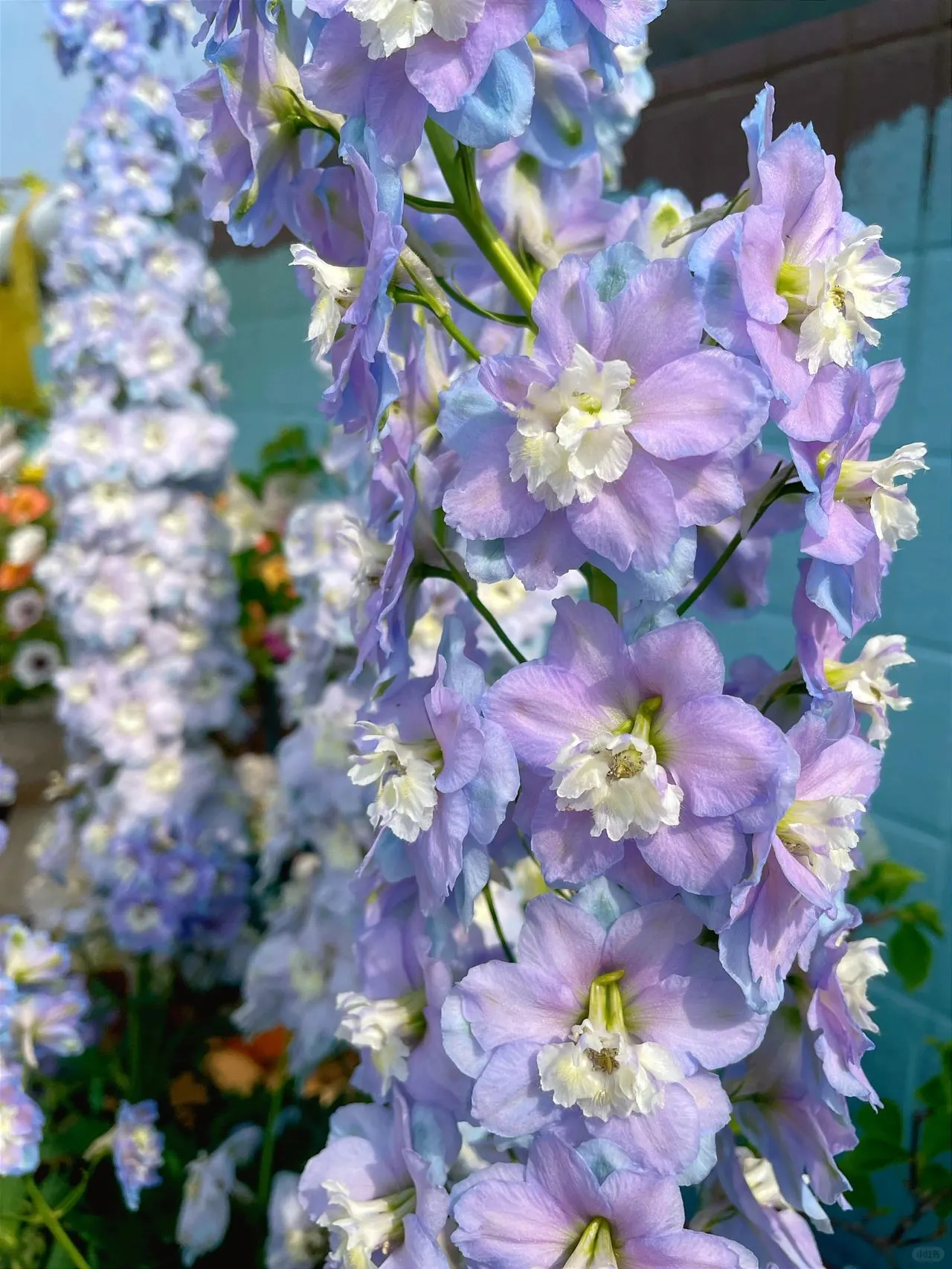 Delphinium Seeds-Mixed 7 Colors