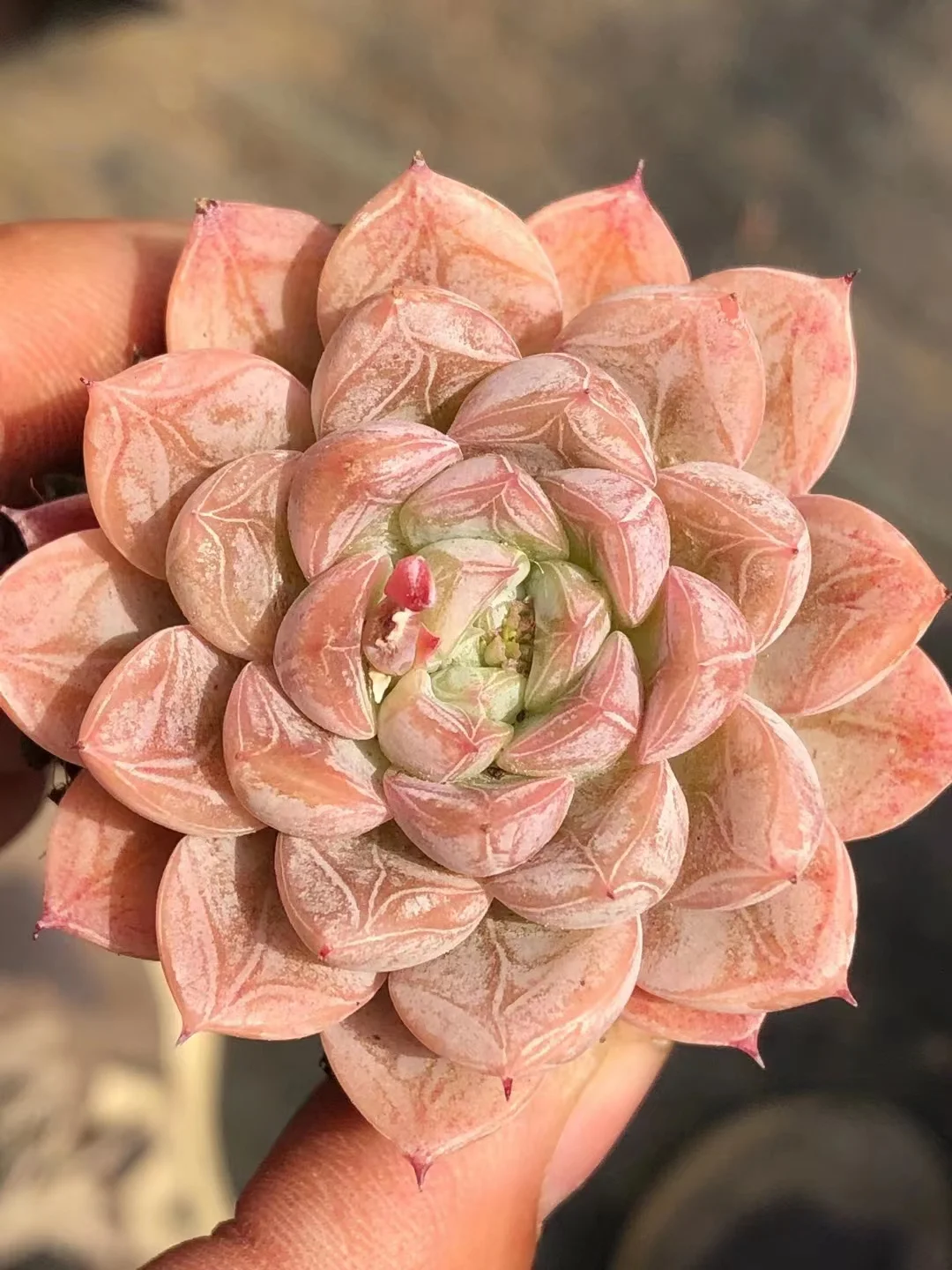 509.  Echeveria Princess Aisha cluster 4-5cm /Echeveria/ Succulent plants / Garden landscape / Carefully select healthy plants