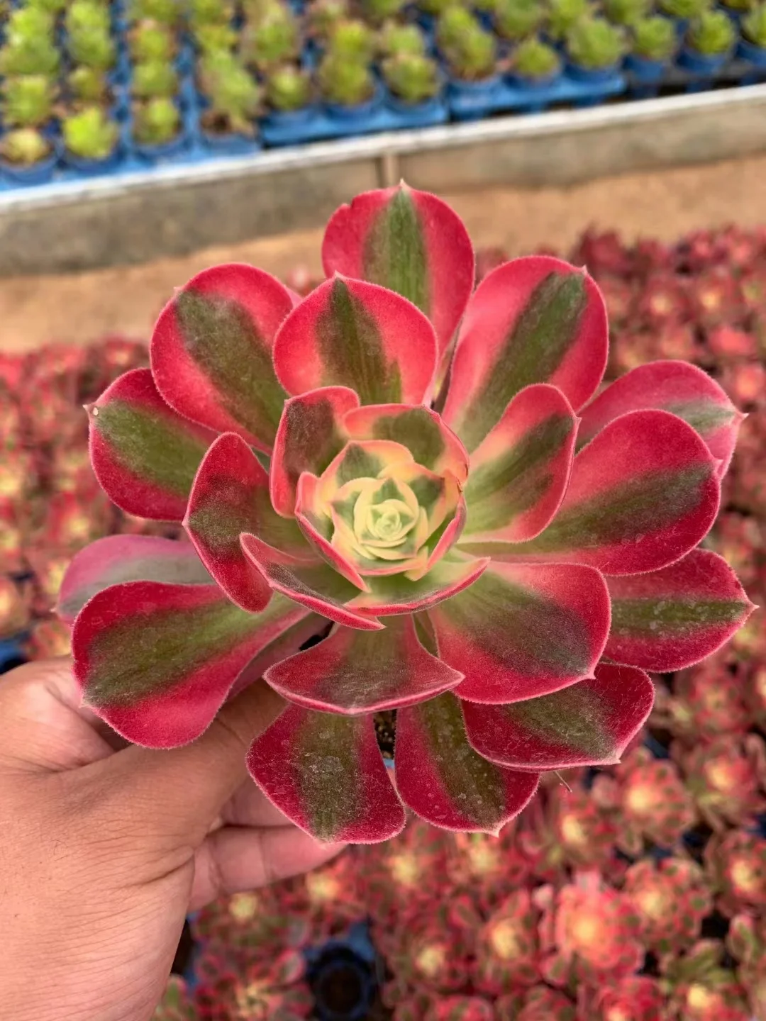 plant Aeonium Echeveria Haworthia  Caudex  Lithops Cactus  Agave 