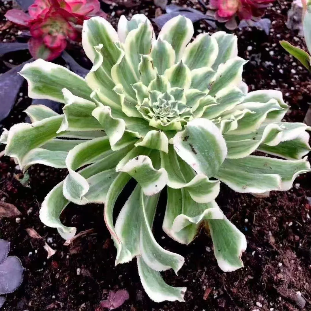 172.Green wave  single head and cutting/ Aeonium / Succulent plants / Garden landscape / Carefully select healthy plants
