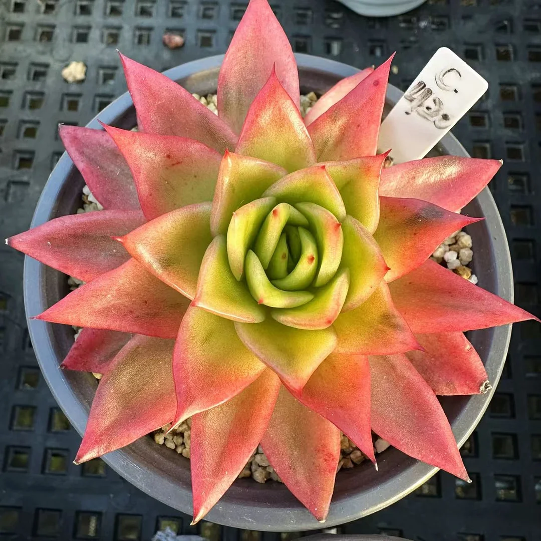 plant Aeonium Echeveria Haworthia  Caudex  Lithops Cactus  Agave 