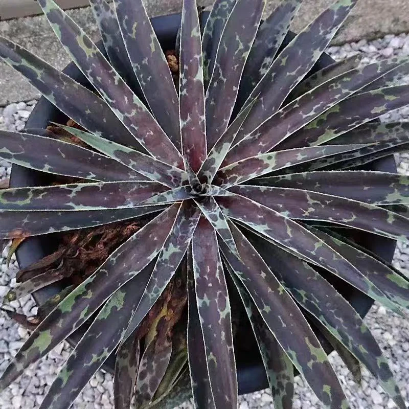 plant Aeonium Echeveria Haworthia  Caudex  Lithops Cactus  Agave 