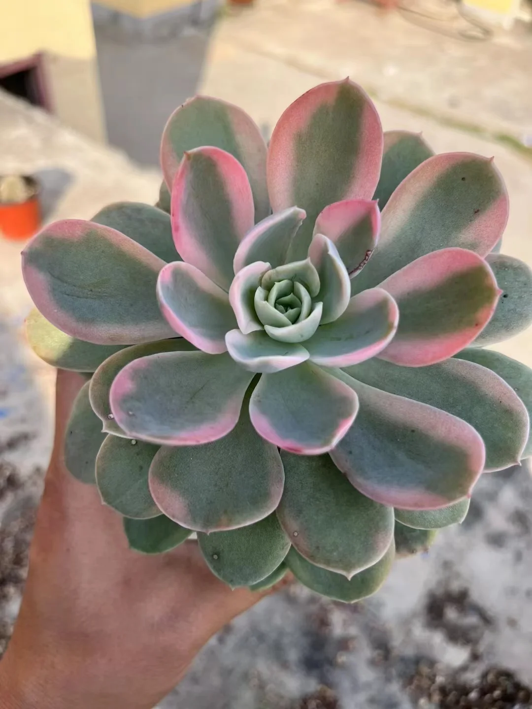 plant Aeonium Echeveria Haworthia  Caudex  Lithops Cactus  Agave 