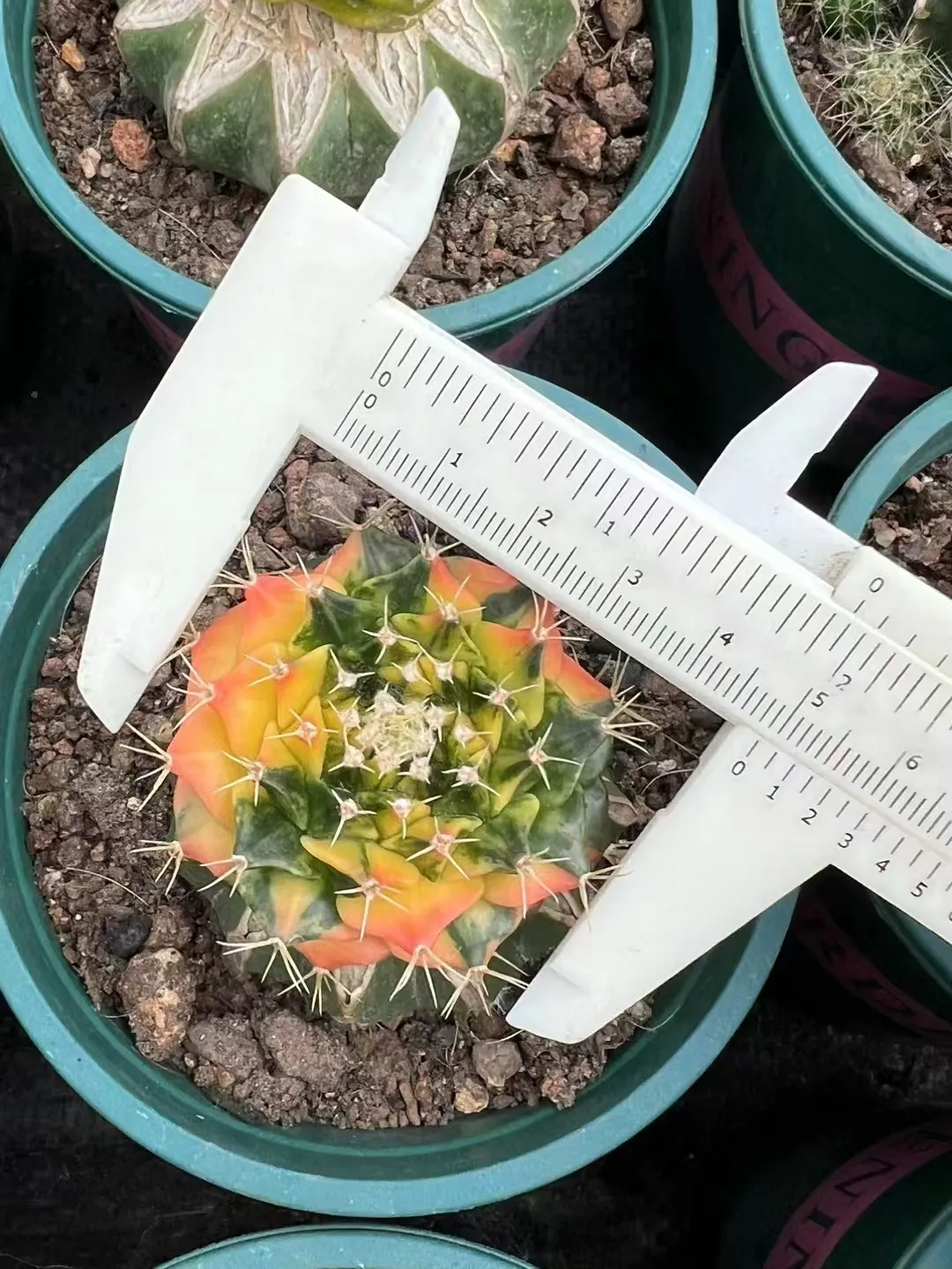 plant Aeonium Echeveria Haworthia  Caudex  Lithops Cactus  Agave 