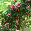 Simulated Rose Vine Gardenia Vine Decoration