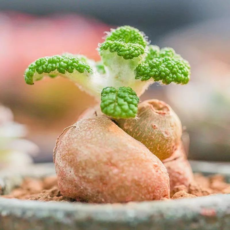 plant Aeonium Echeveria Haworthia  Caudex  Lithops Cactus  Agave 