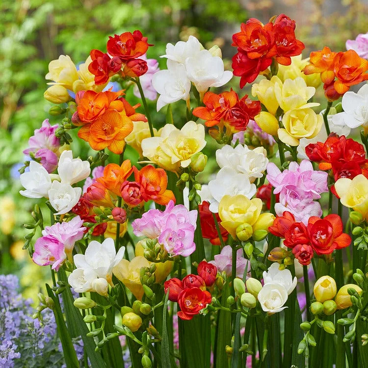 💐Freesia Bulbs