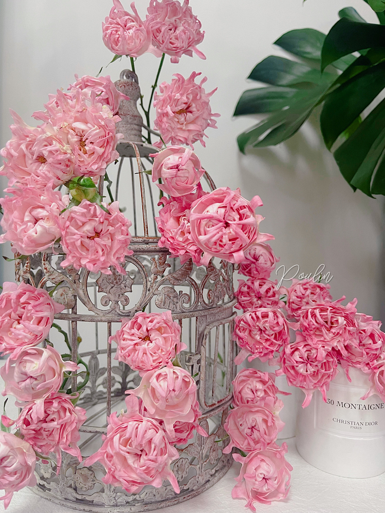 Rare Pink Kite Roses
