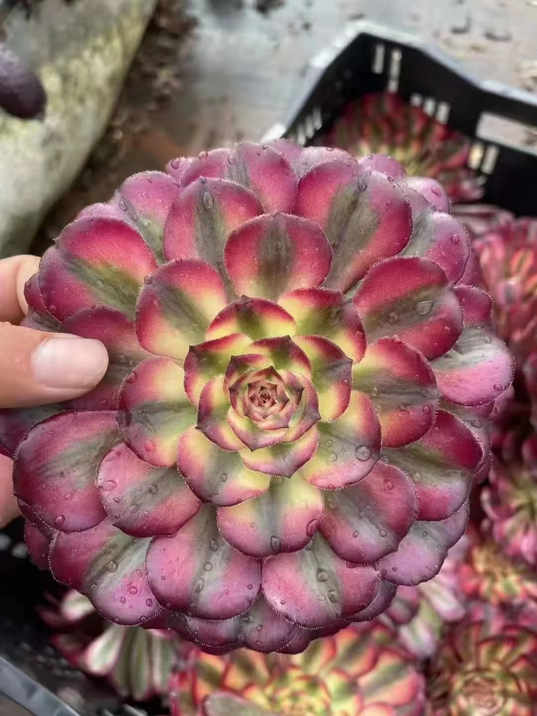 plant Aeonium Echeveria Haworthia  Caudex  Lithops Cactus  Agave 