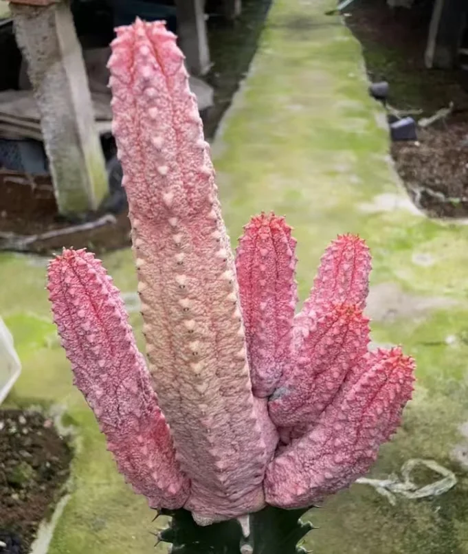 plant Aeonium Echeveria Haworthia  Caudex  Lithops Cactus  Agave 