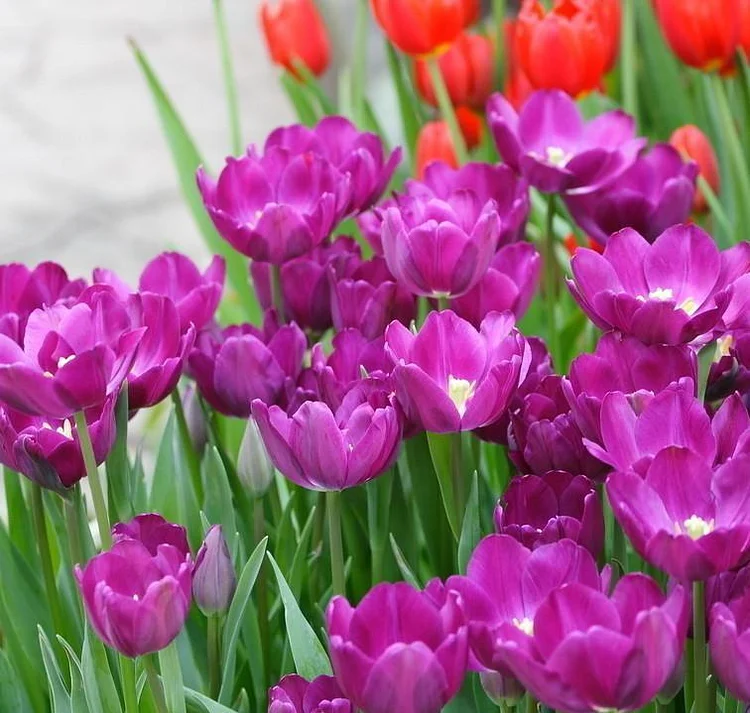 NEW!!!100pcs/ Bag-Tulip Seeds Garden Flower Plant Flowers