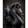 Black Swan-Full Square Diamond Painting(40x50cm)