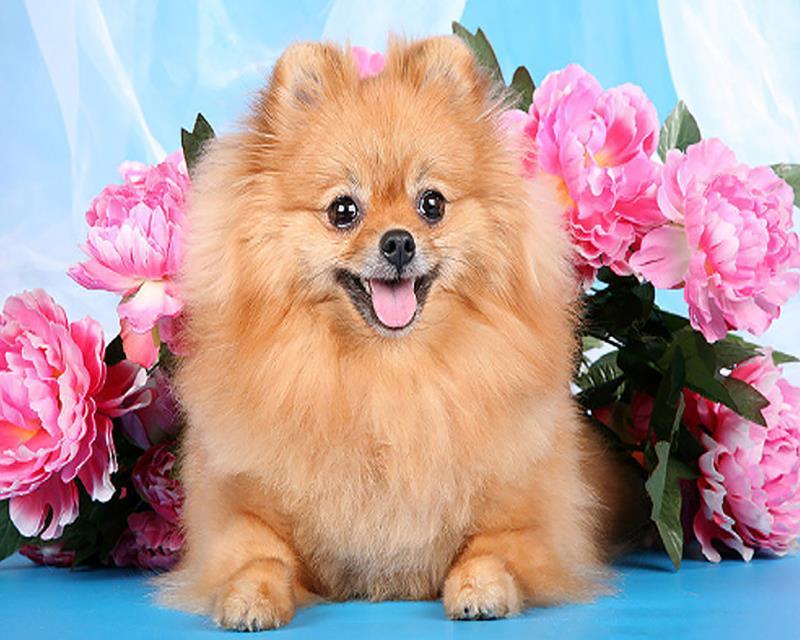 

Brown Dog Pomeranian – Paint By Numbers - 40*50CM, 501 Original