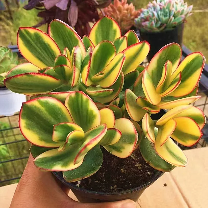 65.  Crassula ovata 'Tricolor Jade’(New flower moon brocade)   /Aeonium cluster/Succulent plants / Garden landscape / Carefully select healthy plants