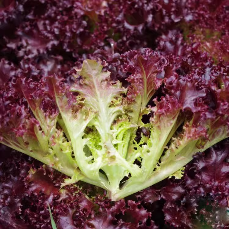 🔥LAST DAY 75% OFF🥬Large-leaf Purple Lettuce