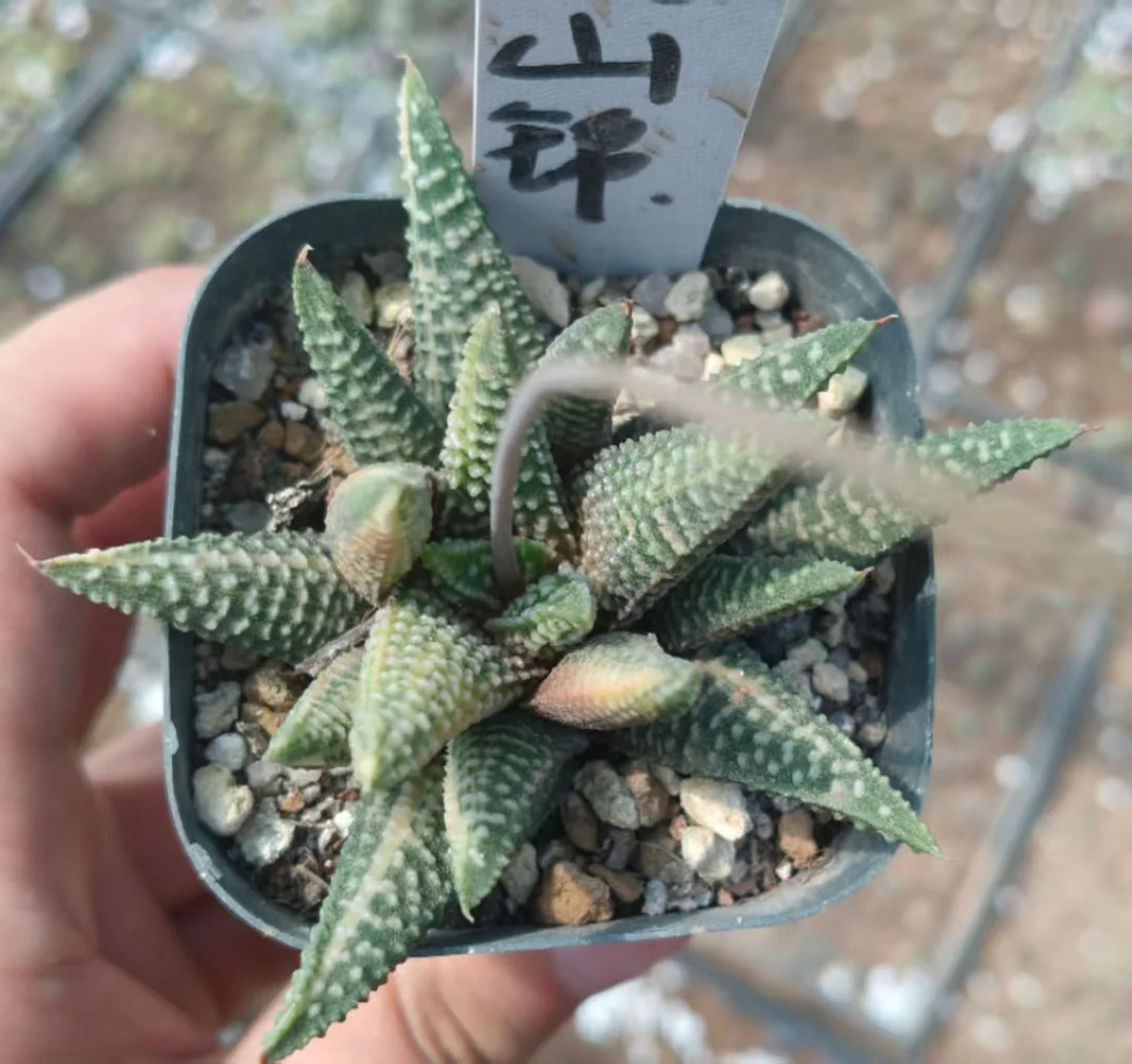 onestock.Haworthia hard leaf hybrid variegata 6cm/ Haworthia/ Succulent plants / Garden landscape / Carefully select healthy plants