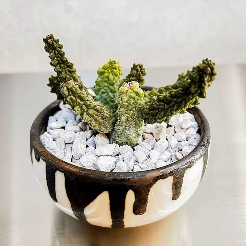 plant Aeonium Echeveria Haworthia  Caudex  Lithops Cactus  Agave 