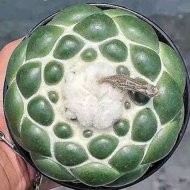 plant Aeonium Echeveria Haworthia  Caudex  Lithops Cactus  Agave 