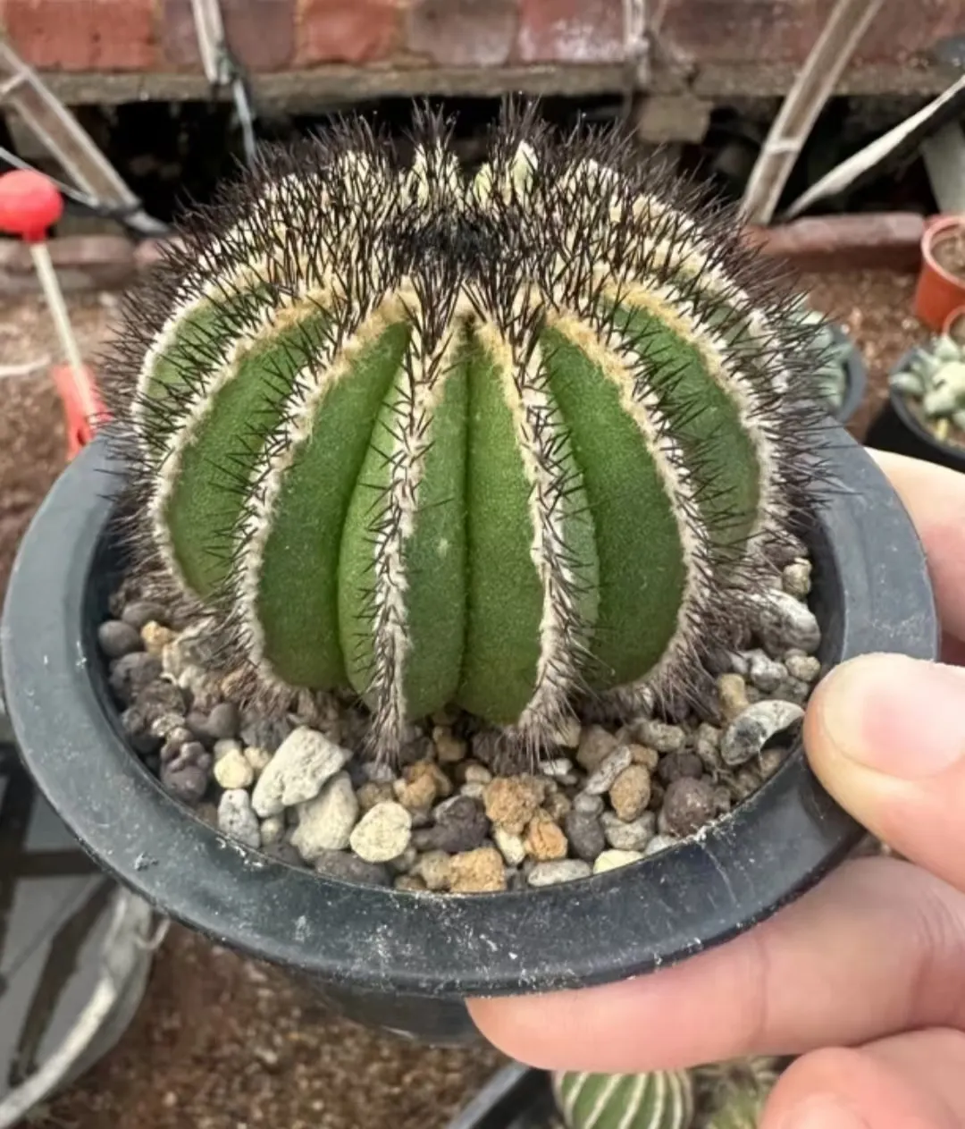 plant Aeonium Echeveria Haworthia  Caudex  Lithops Cactus  Agave 