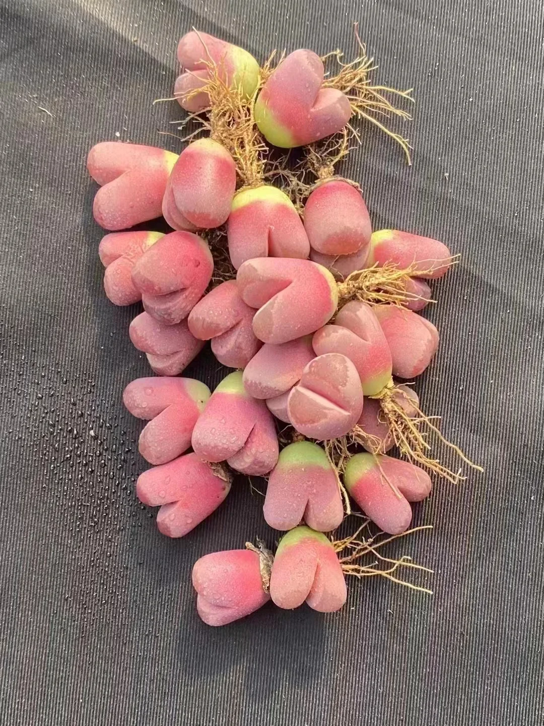 plant Aeonium Echeveria Haworthia  Caudex  Lithops Cactus  Agave 