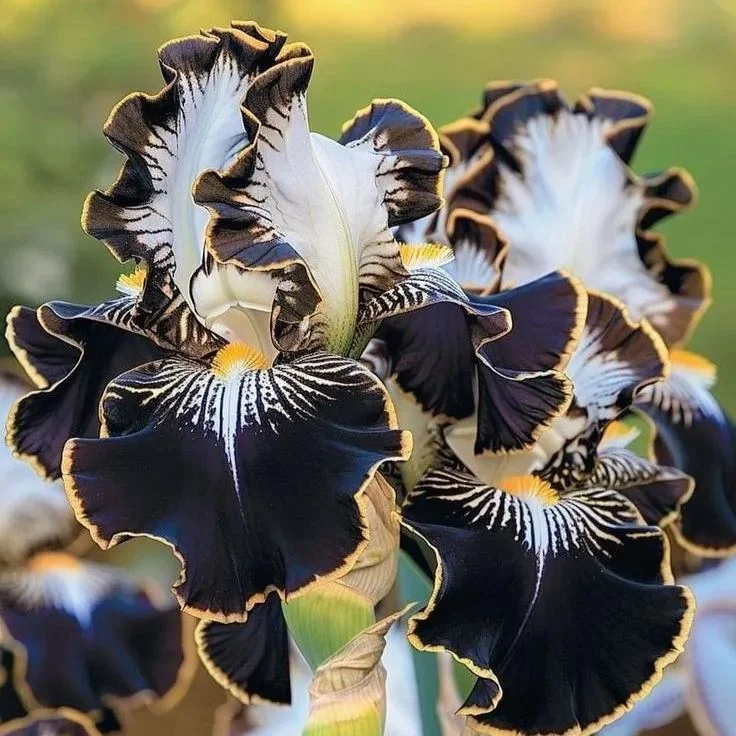 Ivory Bloom-Rare Iris Bulbs⚜️