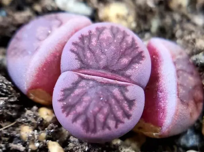 plant Aeonium Echeveria Haworthia  Caudex  Lithops Cactus  Agave 