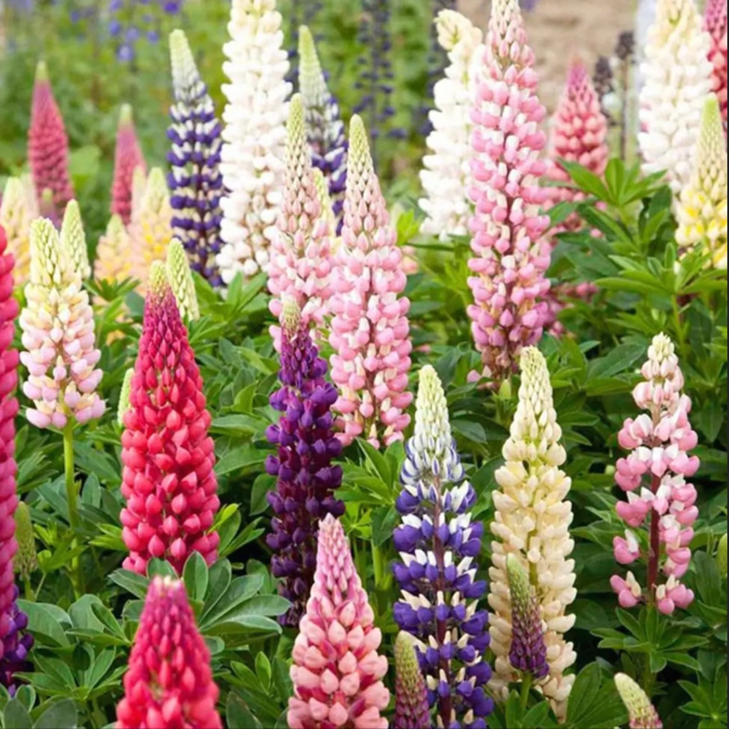 LUPINE FLOWER SEEDS