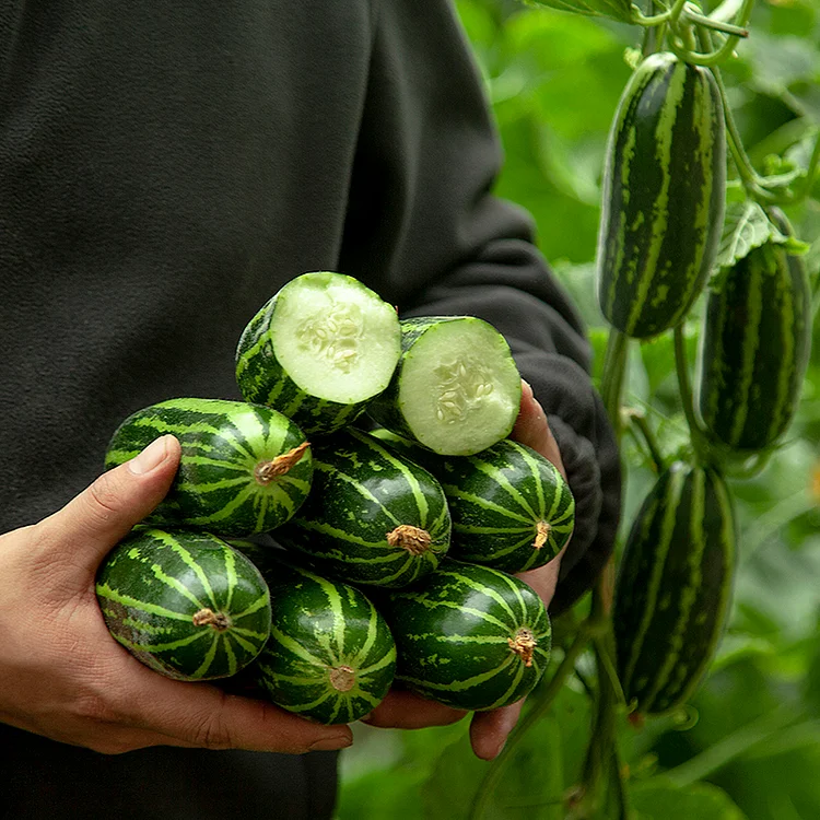 Striped Cucumber Seeds