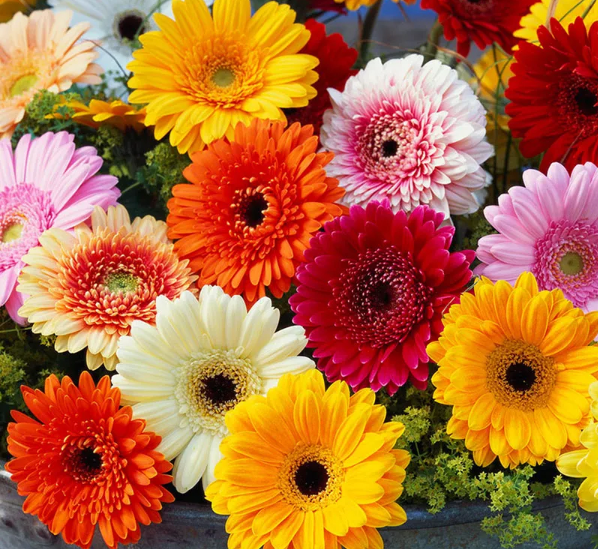 Last Day Promotion 60% OFF🌼Mixed Gerbera Flower Seeds (98% Germination)⚡Buy 2 Get Free Shipping