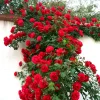 💕LAST DAY 🌹Climbing Vine Rose Flower Seeds