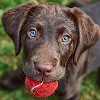 Playful Lab Puppy - Diamond Painting