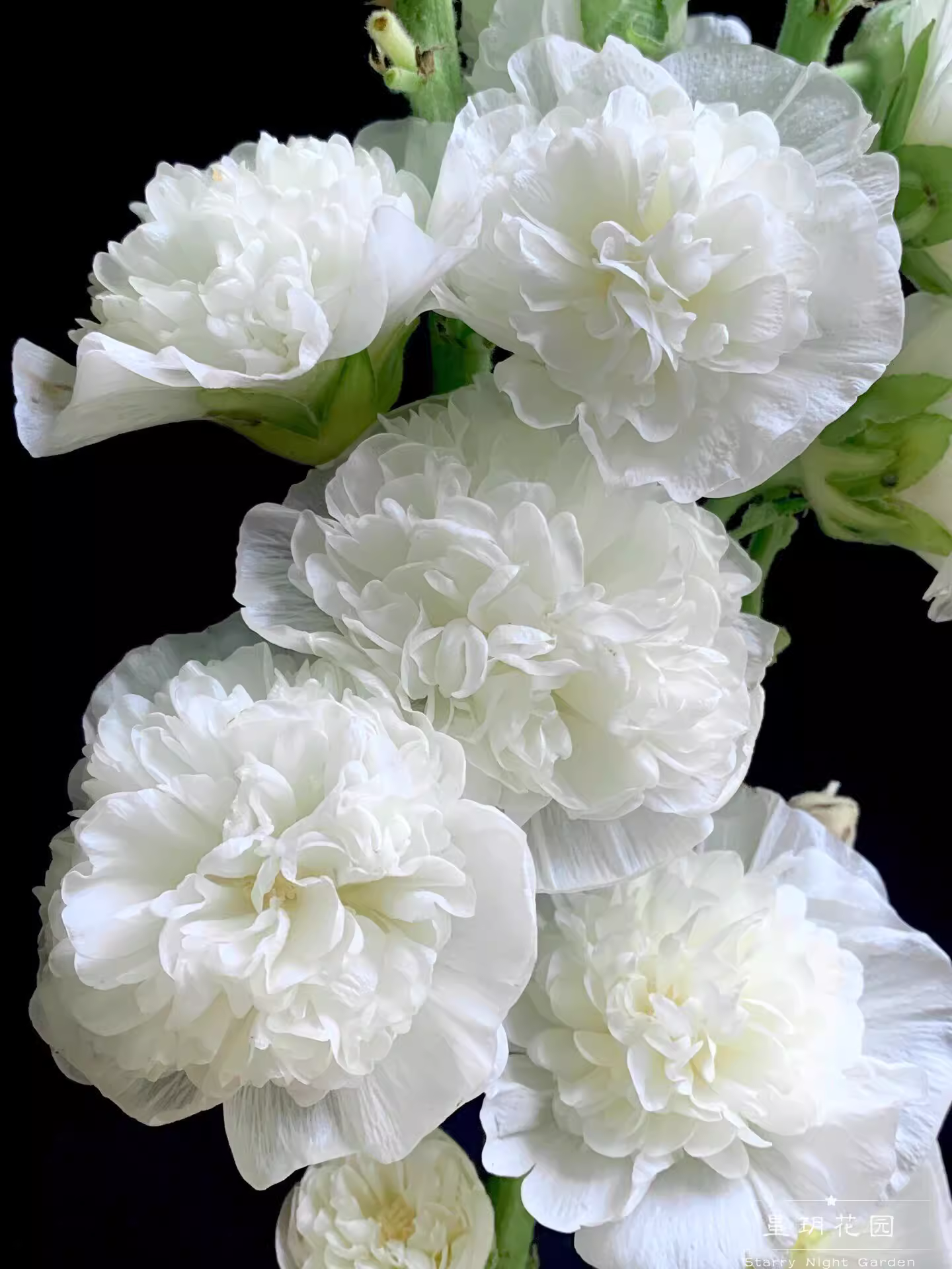 🔥Hot Sale🔥Colorful Double Hollyhock Seeds