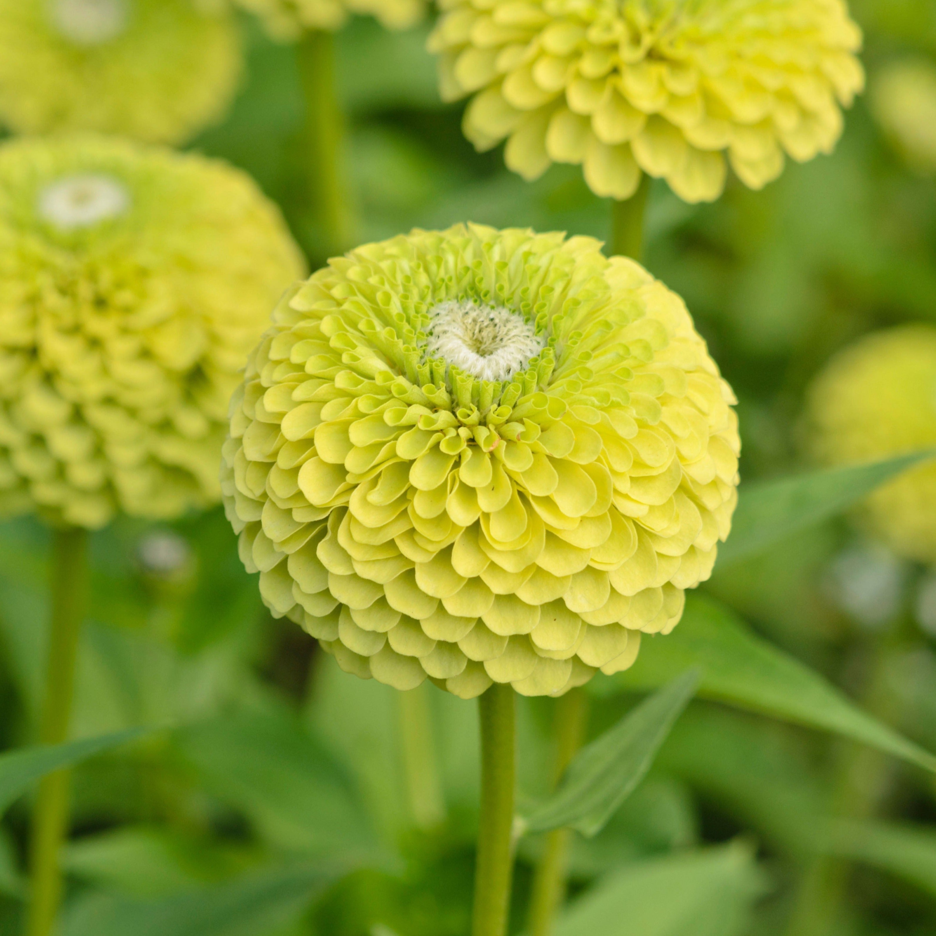 Zinnia Elegans Envy Lime Green Flower | X 50 Seeds