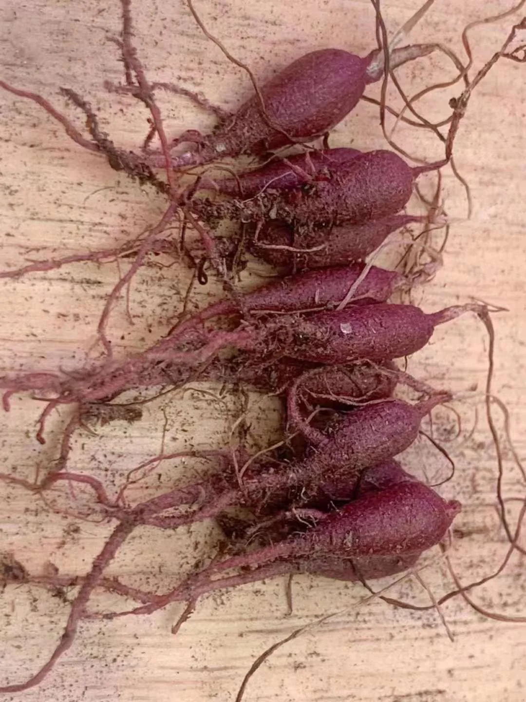 plant Aeonium Echeveria Haworthia  Caudex  Lithops Cactus  Agave 