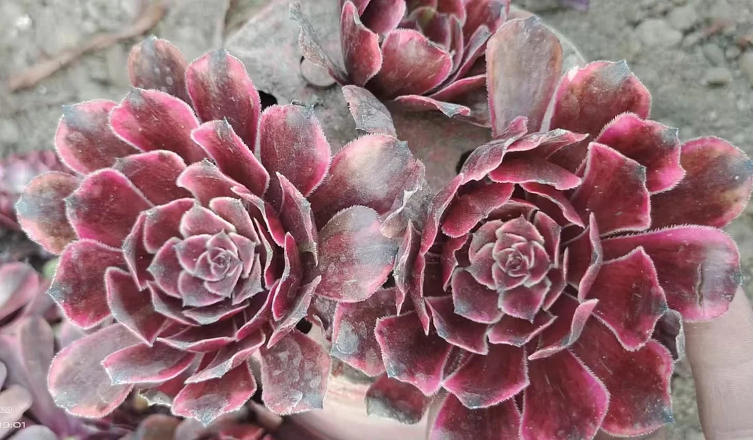 plant Aeonium Echeveria Haworthia  Caudex  Lithops Cactus  Agave 