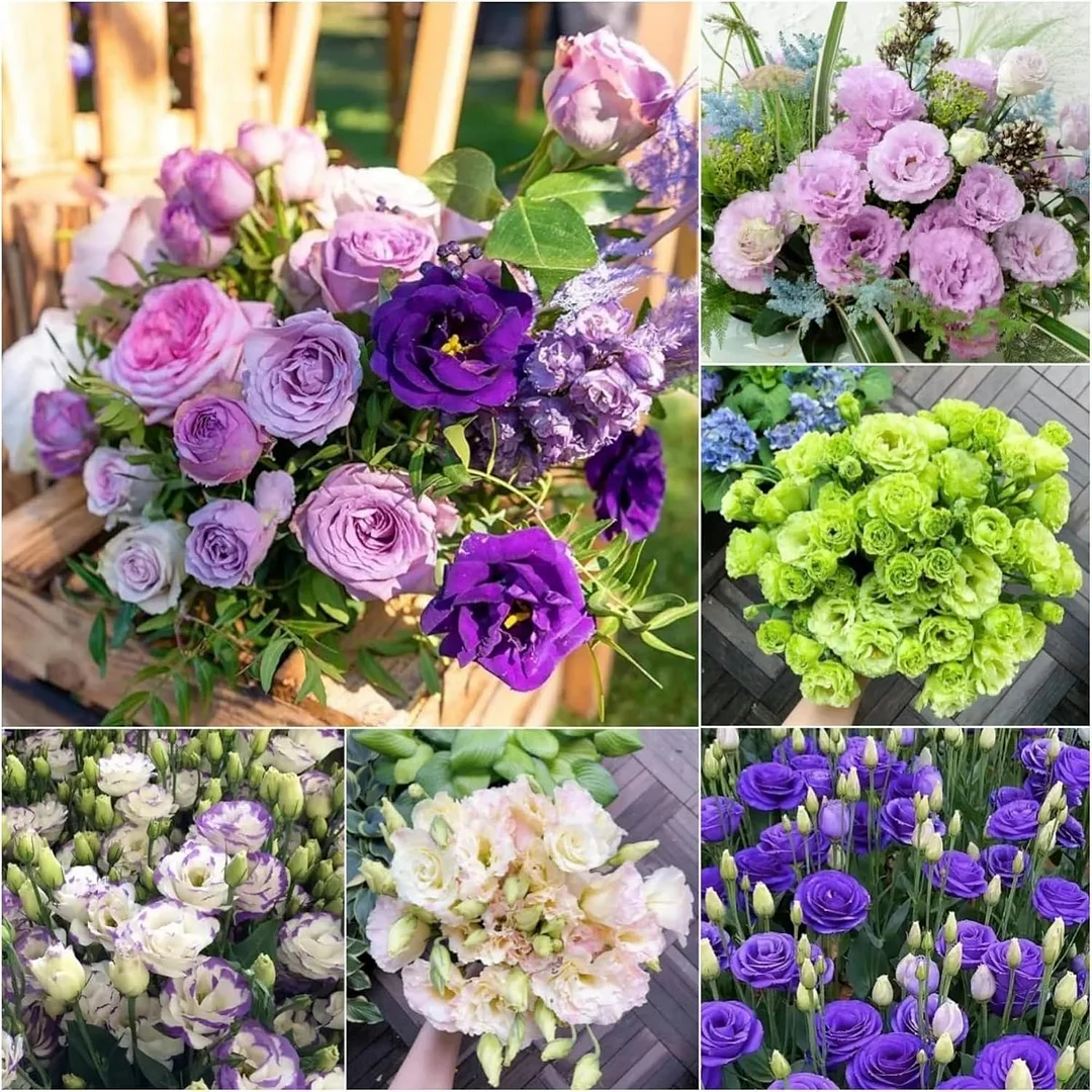Rare Mixed Lisianthus Seeds with Rose-like Elegance Jonyparkseed®