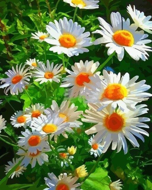 

Chrysanthemum Meadows Flower – Paint By Numbers - 40*50CM, 501 Original