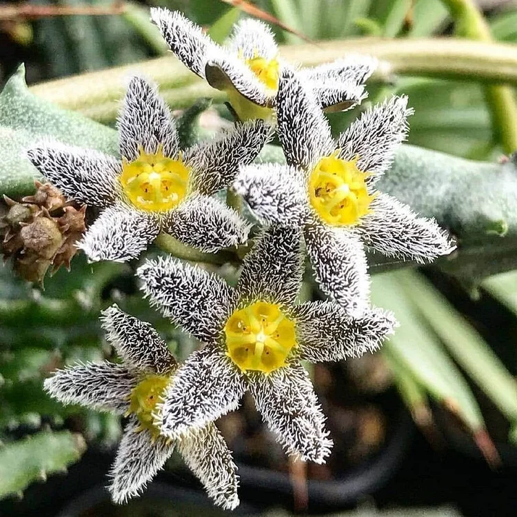 Snowy Bear Carrion Flower Succulent - Caralluma burchardii