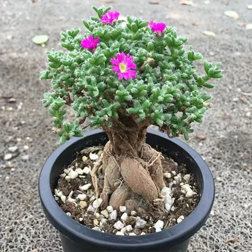 928.Trichodiadema bulbosum 1.5cm/Caudex/ Succulent plants / Garden landscape / Carefully select healthy plants