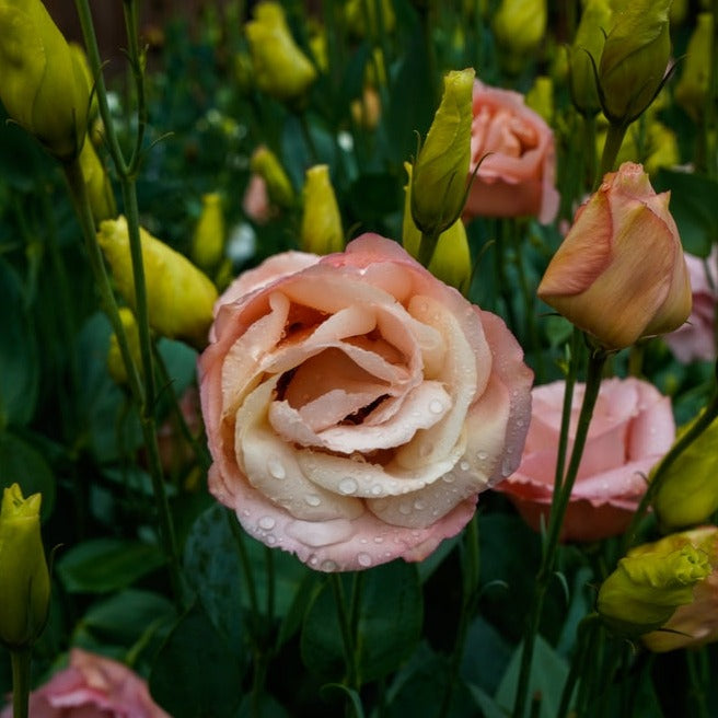 Lisianthus Arena 3 Apricot Flower | X 20 Seeds (NOT TO WA)