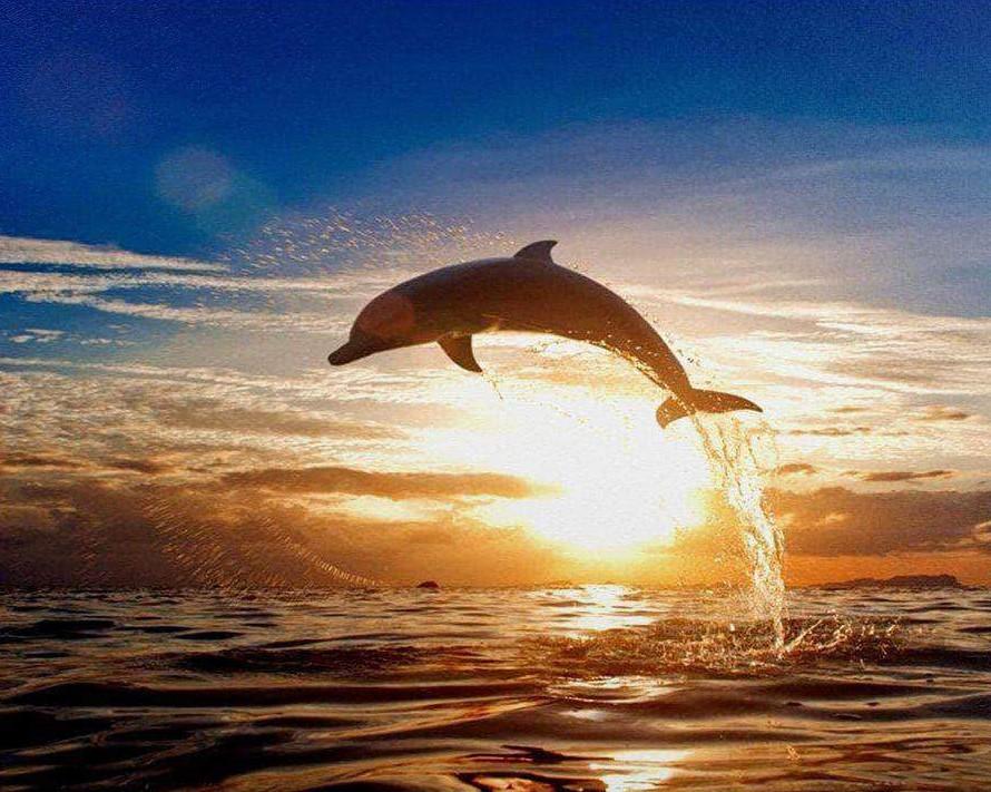 

Dolphin Sunset – Paint By Numbers - 40*50CM, 501 Original