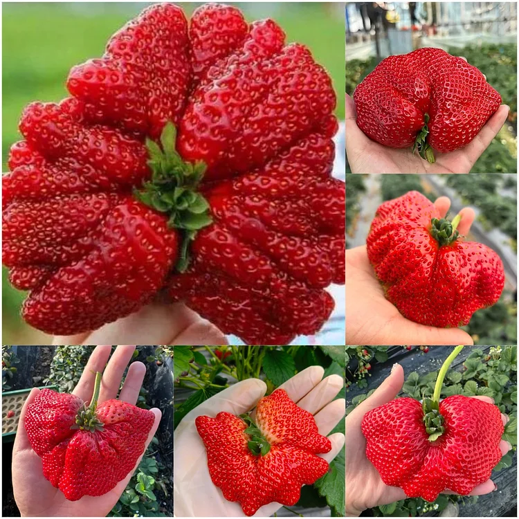 🍓 Giant Strawberry Seeds&mdash;Guinness World Record Variety