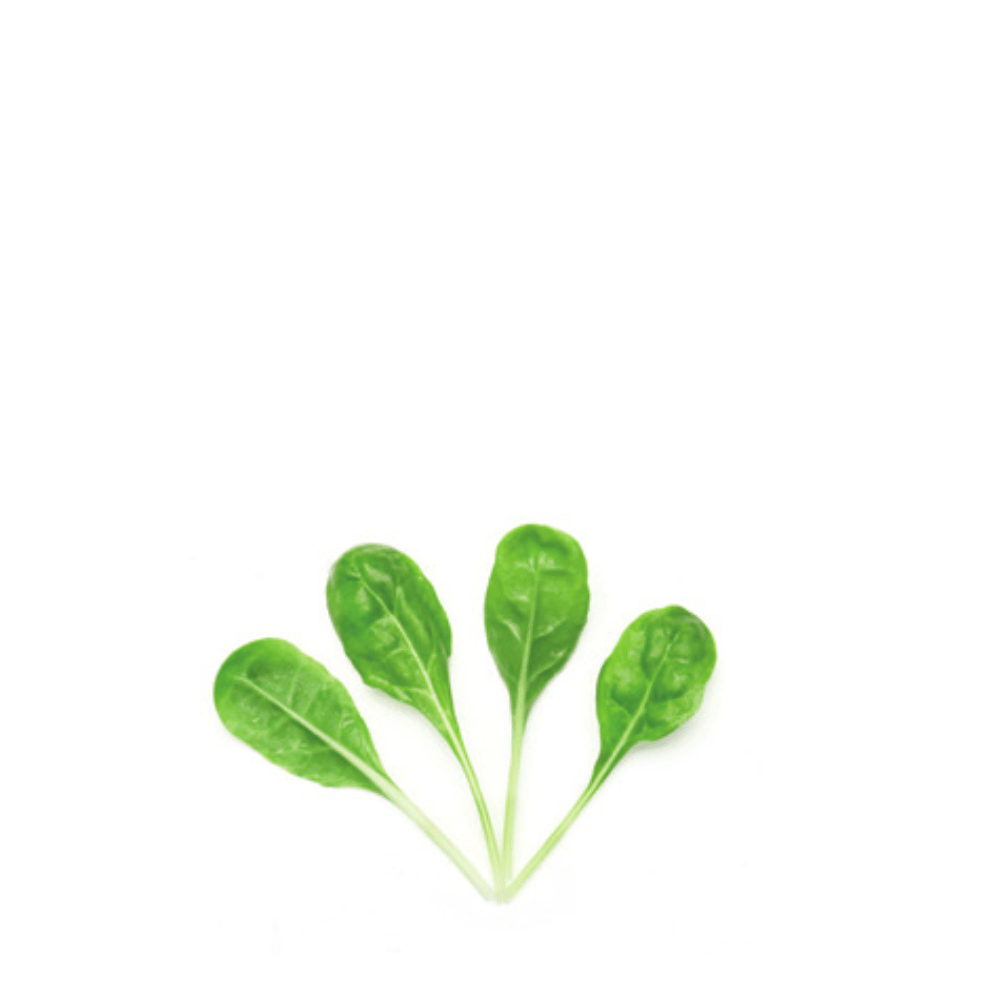 Swiss Chard Fordhook Giant Seeds &ndash; Large Leaves