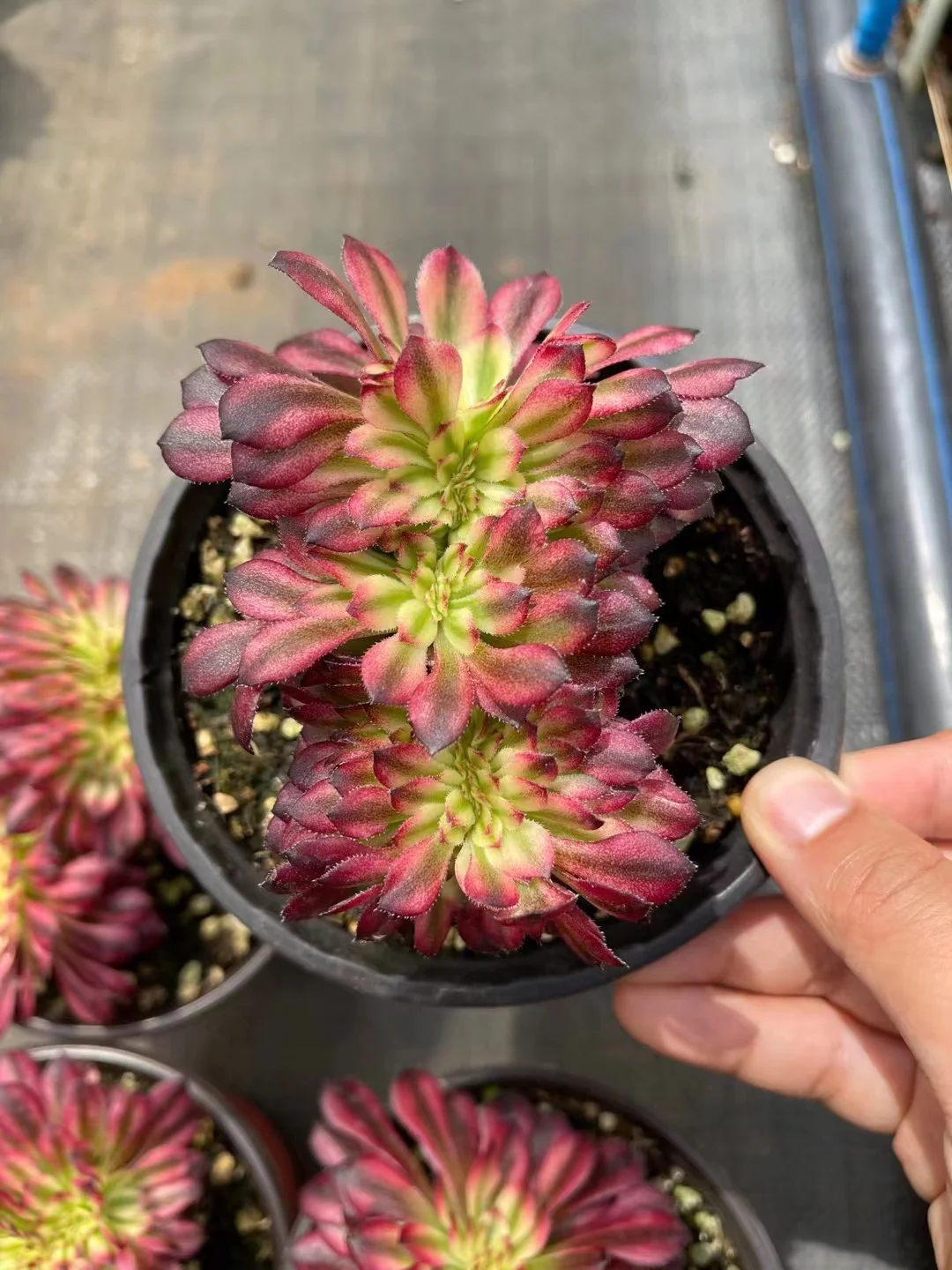 plant Aeonium Echeveria Haworthia  Caudex  Lithops Cactus  Agave 